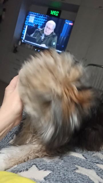 Любимая игрушка