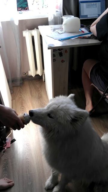 Собака Барабака