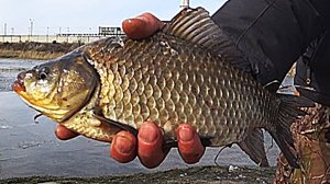 Рыбалка на карася весной на поплавок.