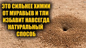 Рабочее средство от муравьев! Быстрый и простой способ избавиться от муравьев и тли