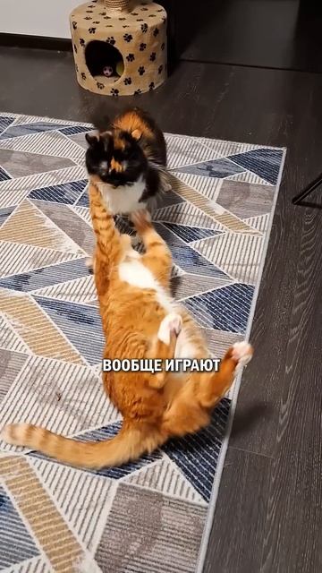 Коты и личная жизнь #котлюбовь