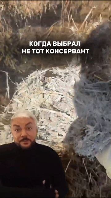 кормозаготовка зоотехния сенаж молочноеживотноводство крс силос кукурузныйсилос апк кфх