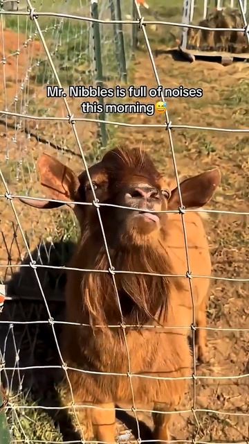 Приколы с козами🐐🐐Смех до слез🤣🤣 Приколы с животными😁😁