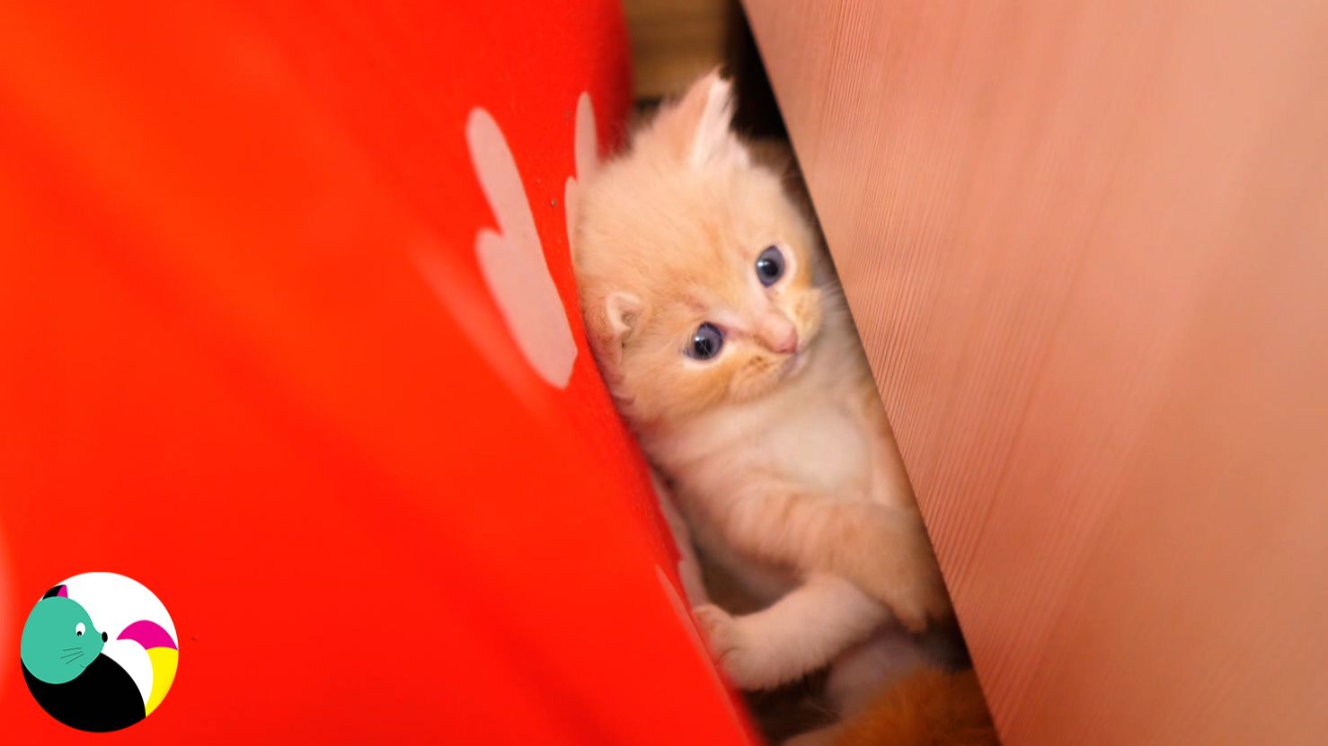 Мама-кошка заботится о своих милых котятах — нежность и уют в каждом кадре.