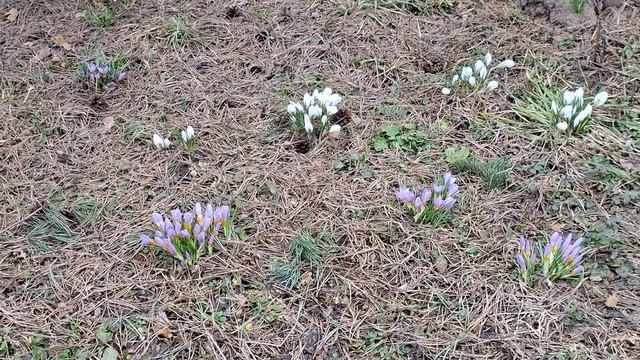 Памятник святому Сергию  в Радонеже