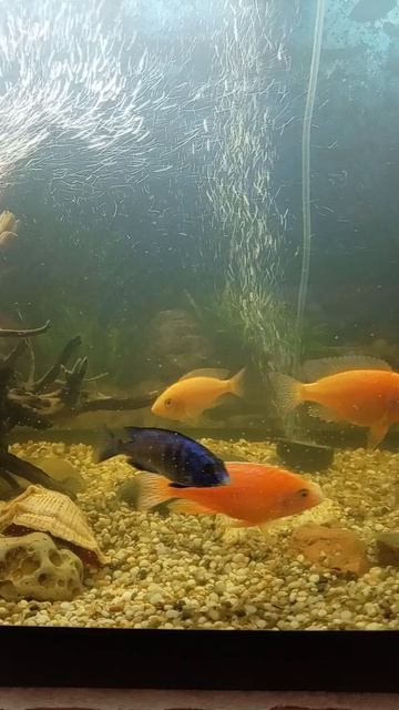 5024.mp4ГУППИ ПАТРИОТКИ