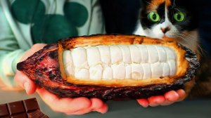 Я СДЕЛАЛ ШОКОЛАД С НУЛЯ ИЗ КАКАО БОБОВ !