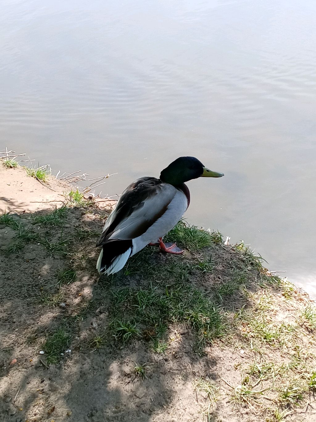 Сервер с подписщиками