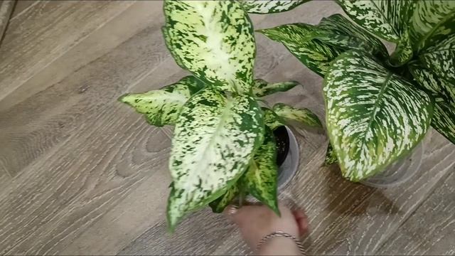 Гибискус зацвёл шапочно! Новые диффенбахии.