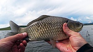 Рыбалка на карася на удочку на озере Николаевское.