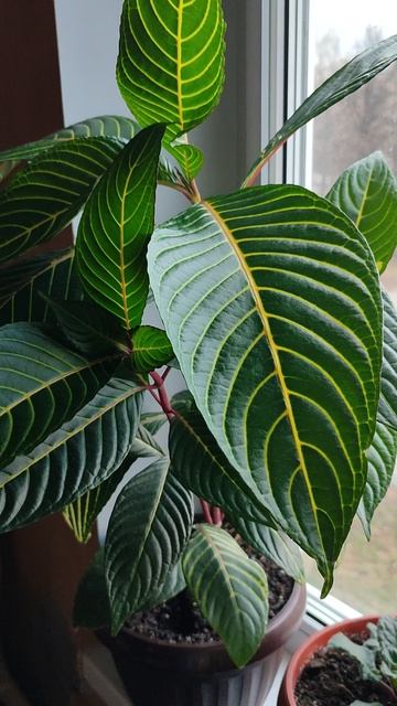 Санчезия красивая.