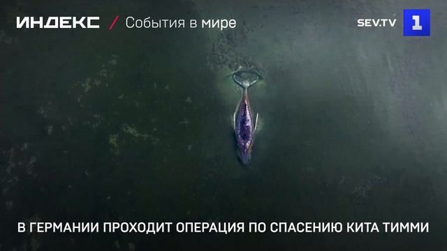 В Германии проходит операция по спасению кита Тимми