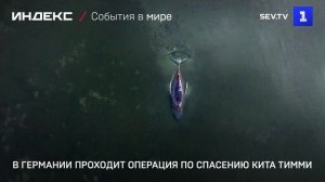 В Германии проходит операция по спасению кита Тимми