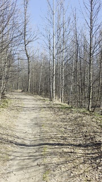 Прогулка в Дербышкинском лесу