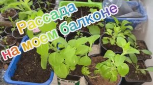 Рассада на моём балконе