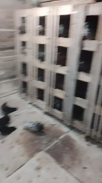 николаевские цветные голуби