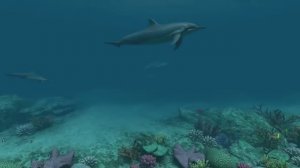 Пение дельфинов для расслабления перед сном