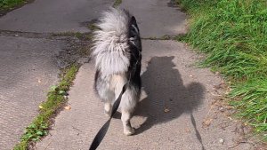 Хаски Дик на даче 18.08.2025