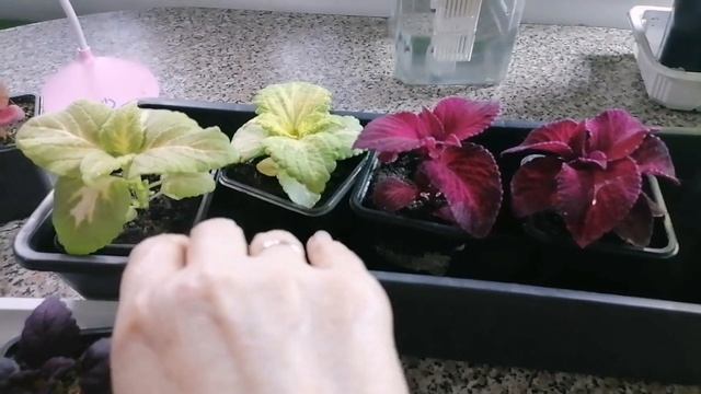 Сорта колеусов, как черенковать