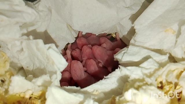 Мусины малыши.