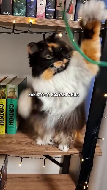 Девушка с котом или зеленый флаг кошатники