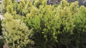 21-04-2026.Лемана про..Хвойные..саженцы..клематисы..