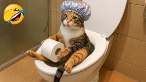 СМЕШНЫЕ КОТЫ | ЛУЧШИЕ ПРИКОЛЫ С КОТАМИ, КОШКИ, ЖИВОТНЫЕ, СМЕШНОЕ ВИДЕО