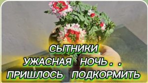 САМВЕЛ АДАМЯН, СЫТНИКИ, УЖАСНАЯ НОЧЬ, ПРИШЛО ВРЕМЯ ПОДКОРМИТЬ..
