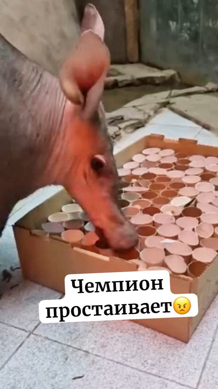 Чемпион