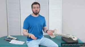 Типы осанок. Сколиоз
