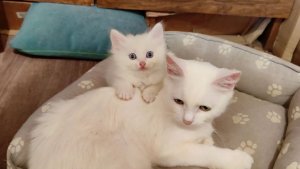 Мама-кошка обнимает своего котенка. Кошка-мать и котенок Микки.