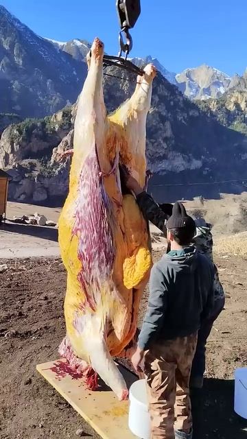 Разделываем гибрида КОРОВЫ  ЯКА в горах парка ФЛАЙЧЕГЕМ в Кабардино-Балкарии.