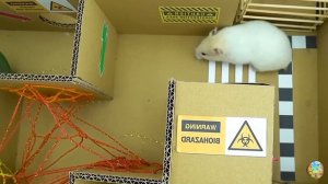 Хомячок убегает из опасного лабиринта огненных шаров! часть 11