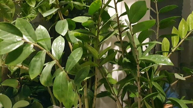 Шёпот Осени...