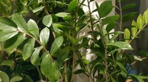 Шёпот Осени...