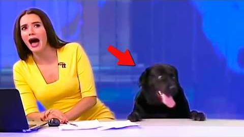 КОГДА РАБОТАТЬ ПРОСТО НЕВОЗМОЖНО ЛУЧШИЕ ВИДЕО С ЖИВОТНЫМИ 2025