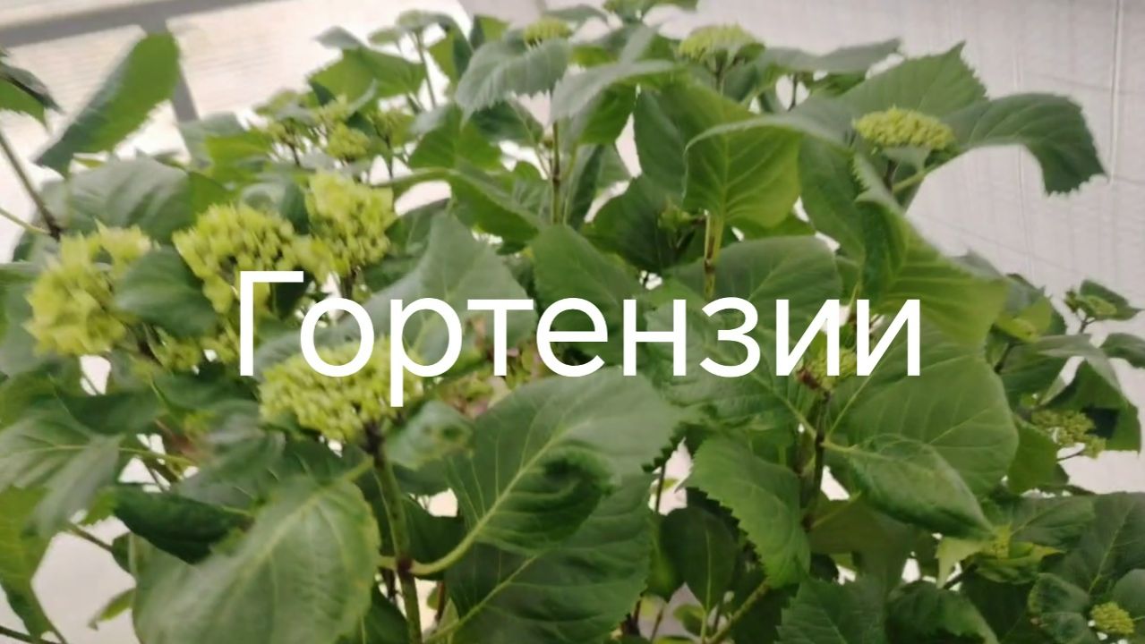 Гортензии в апреле