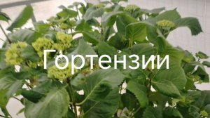 Гортензии в апреле