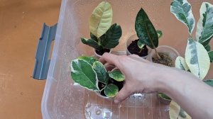 Как укоренились череночки цитруса и аглаонемы