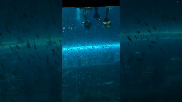 Шоу русалок Вьетнам 05.04.26.