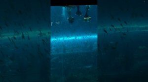 Шоу русалок Вьетнам 05.04.26.