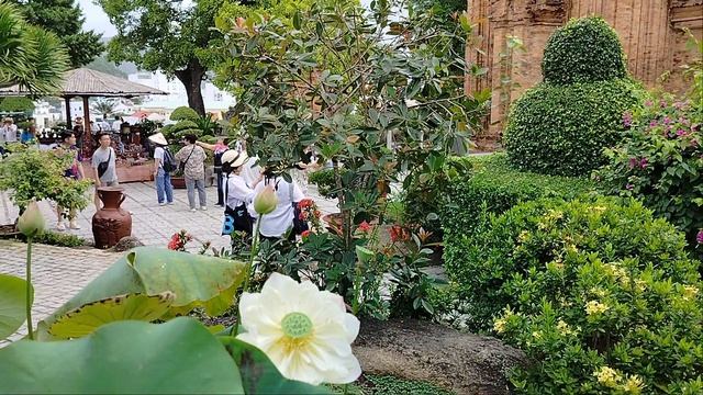 Какой цветок роскошный!Белый Лотос!