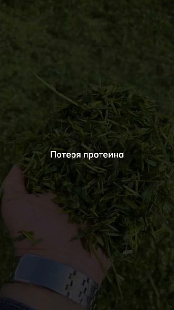 кормозаготовка сенаж силос кормопроизводство крс агрошкола заготовкасилоса апк зоотехния