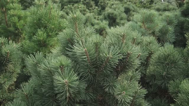 Горные сосны Imperial Garden