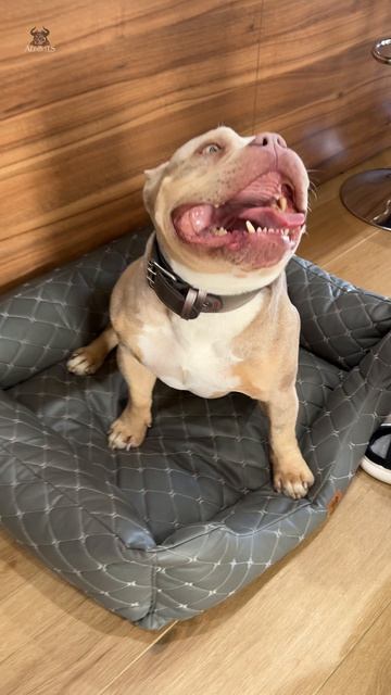 Даже самые большие здоровяки растопают от этого бальзама 