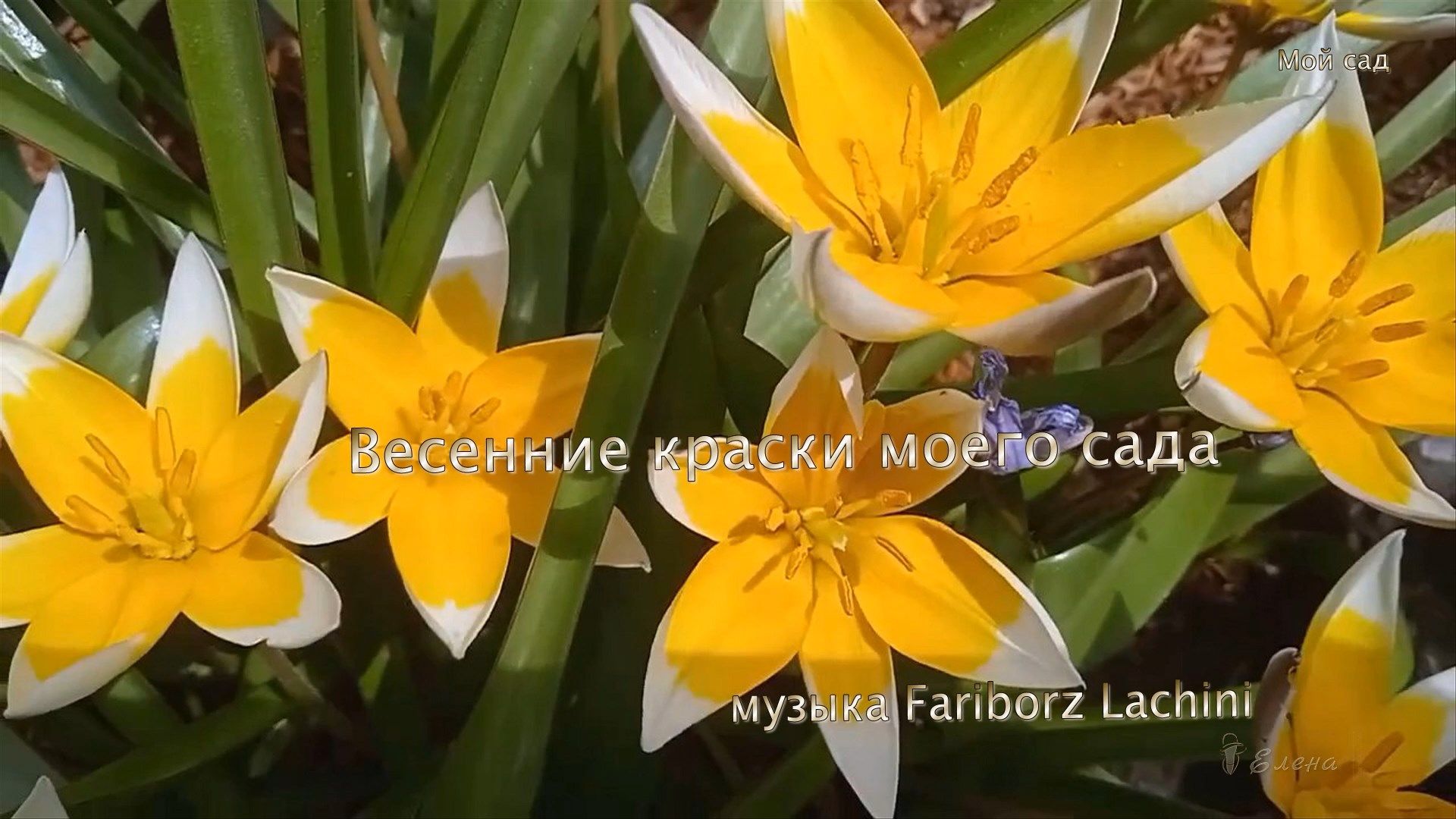 Весенние краски моего сада *