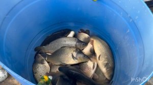 Запуск Карпуши