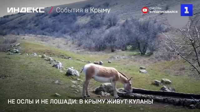 Не ослы и не лошади: в Крыму живут куланы