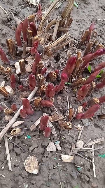 Весенняя подкормка пионов:  какой высоты должны быть ростки по высоте