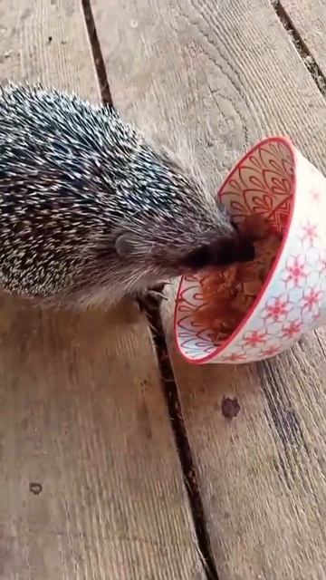 Хоромы не очень 🤣🤣🤣